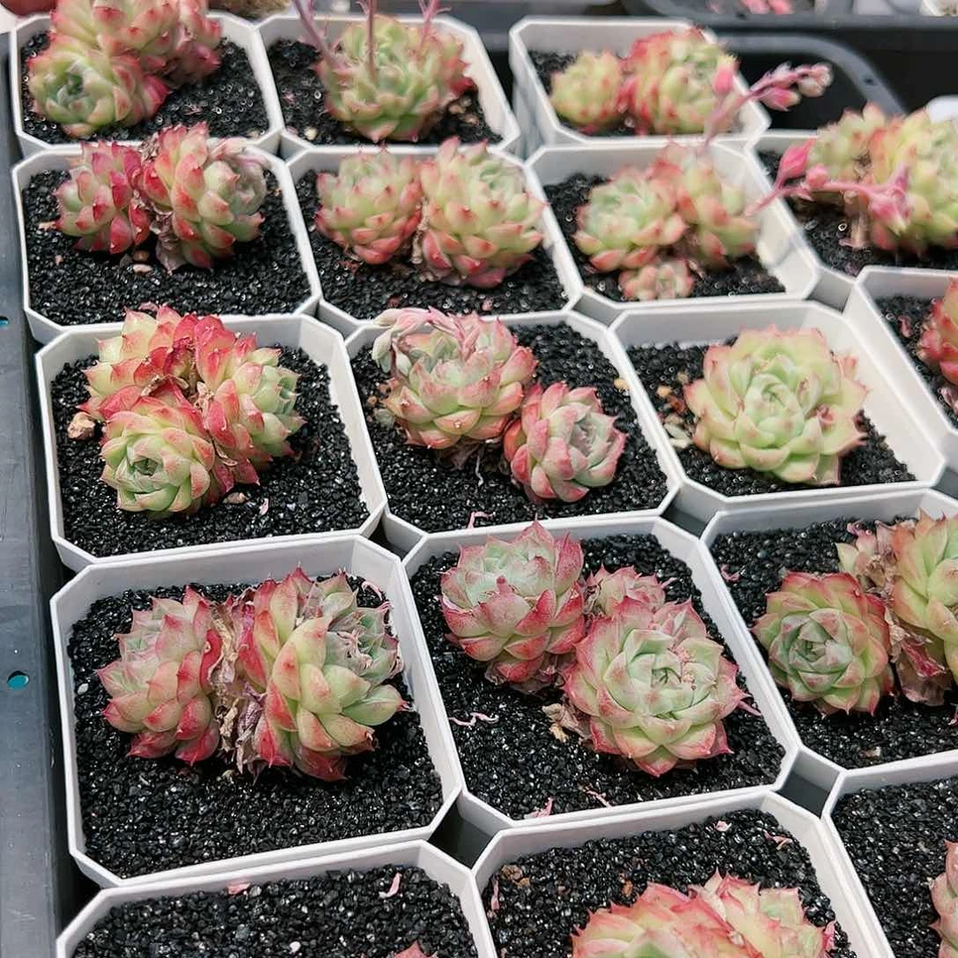 多肉植物植物29-1