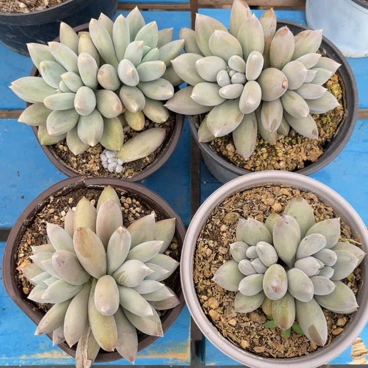 胖体哥特萝莉，拍1发4