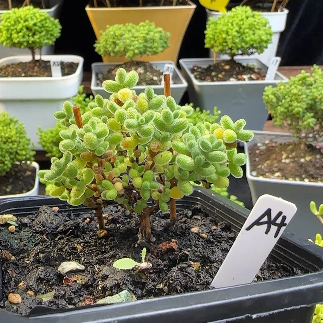 麋***鹿实生粉冰晶枝干番杏专拍