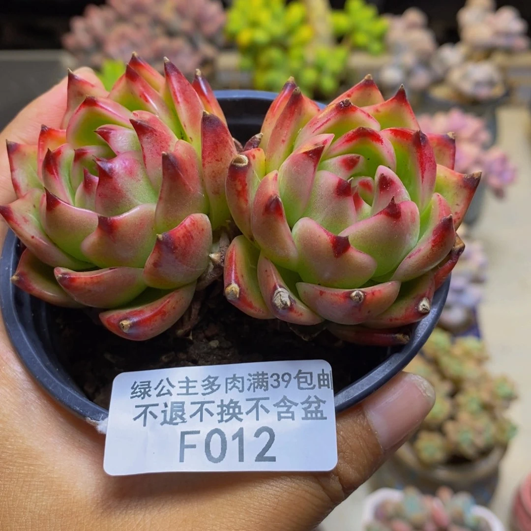 012蓝龙多肉肉7cm