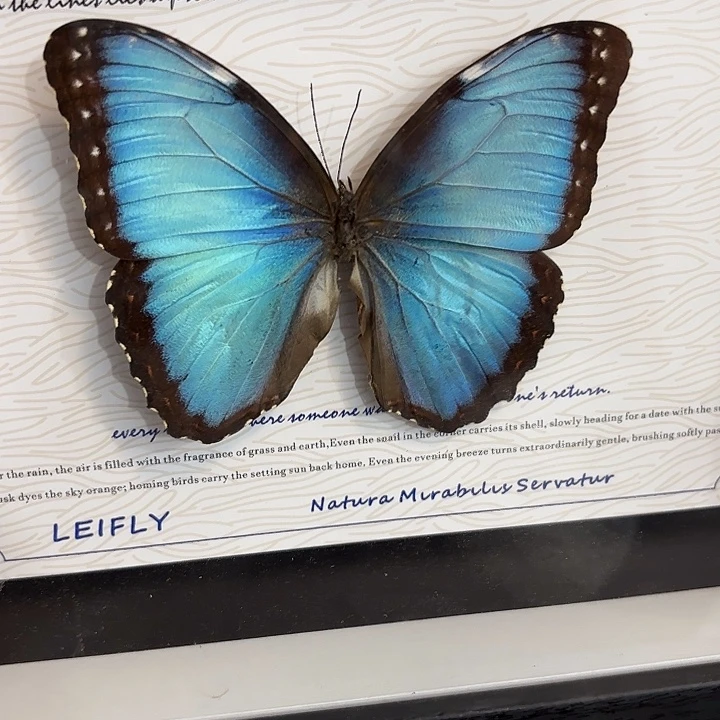 最***阳蝴蝶标本定制766@