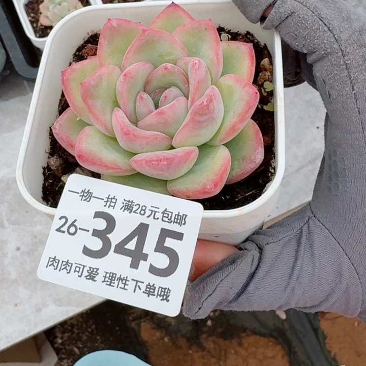 泡芙多肉无盆土发货无盆土发货