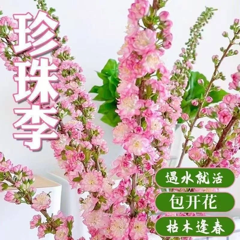 【珍珠李鲜枝80cm-1米】遇水开花鲜枝鲜花植物好养梅花水养耐寒