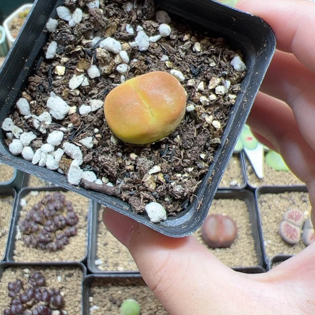 【闪购商品】242 桃子