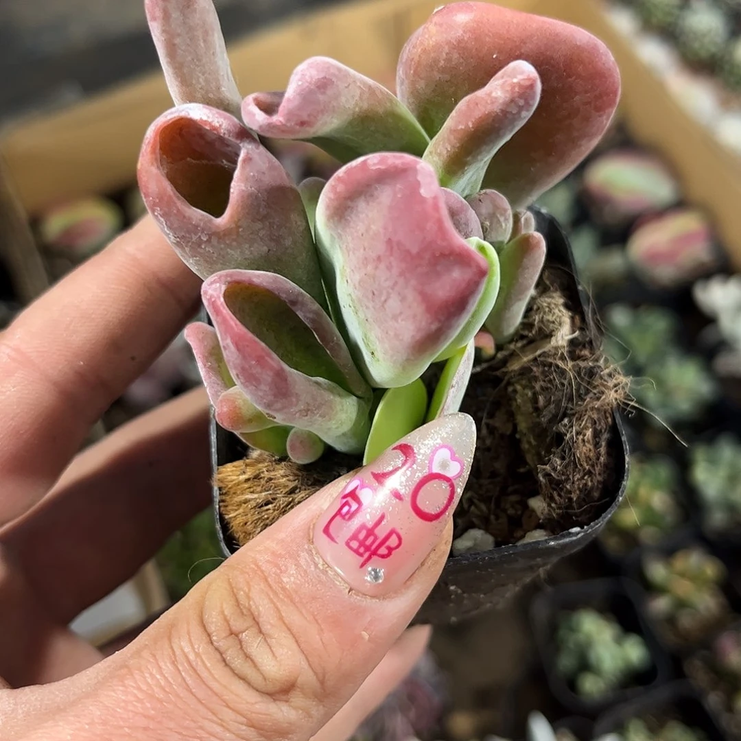 火狐狸单头发货有根发货