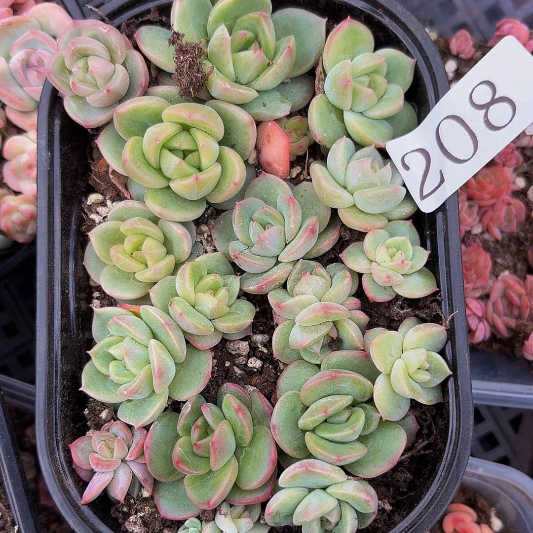 多肉植物多肉植物208