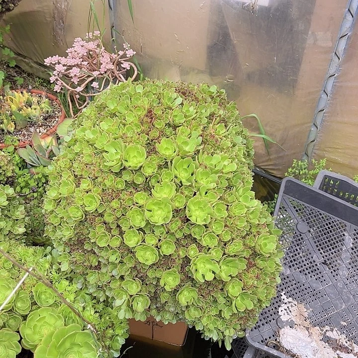 法师缀2颗2184多肉植物
