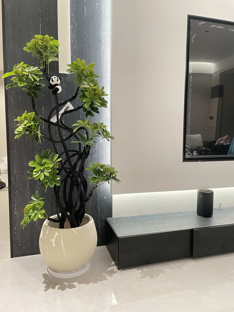 【精选】网红大型绿植鸭脚木四季常青老桩鹅掌木盆栽室内净化空气飞