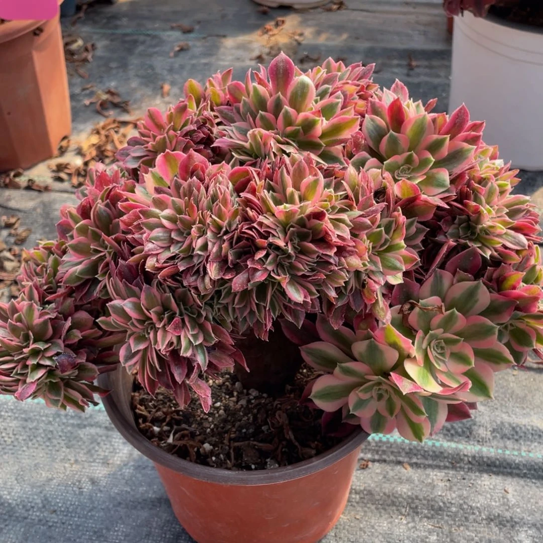 771粉女巫缀精品法师多肉