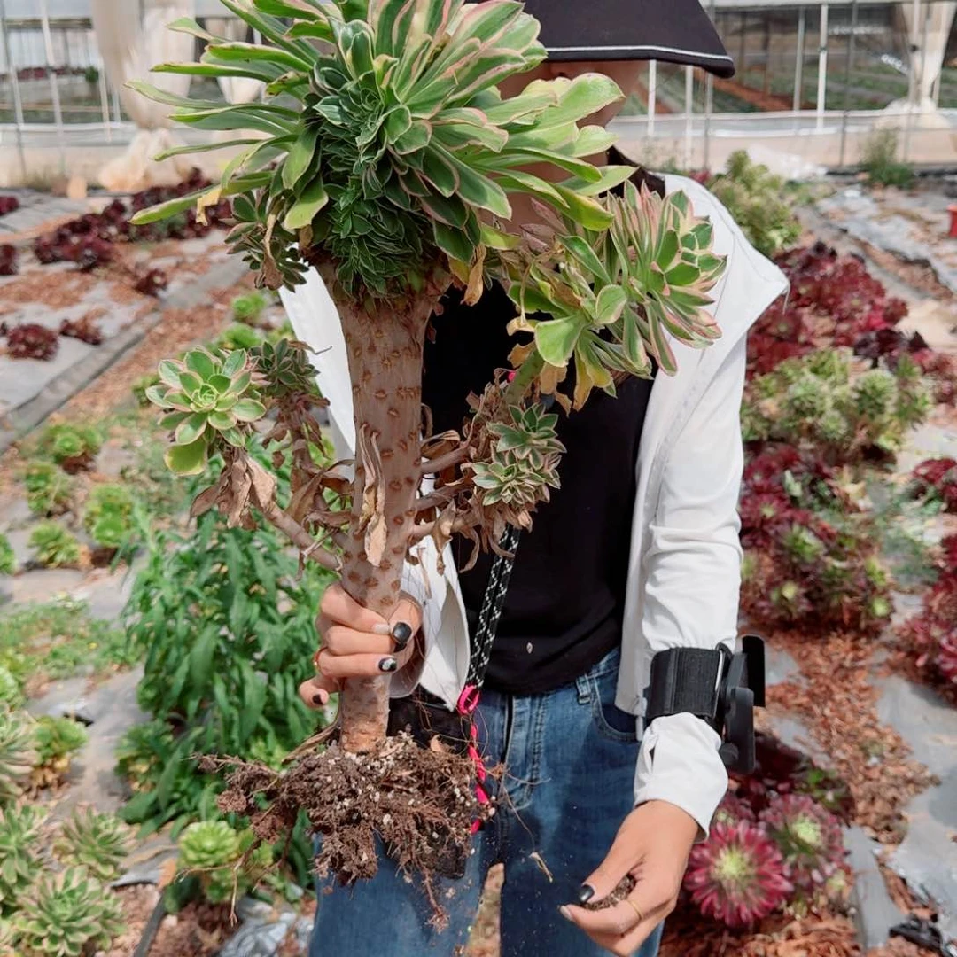 大叶绿玫瑰缀化小规格多肉法师