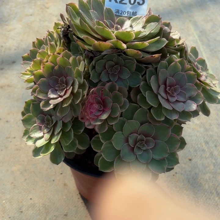 措***姆瑞妈多肉园艺203莲花座