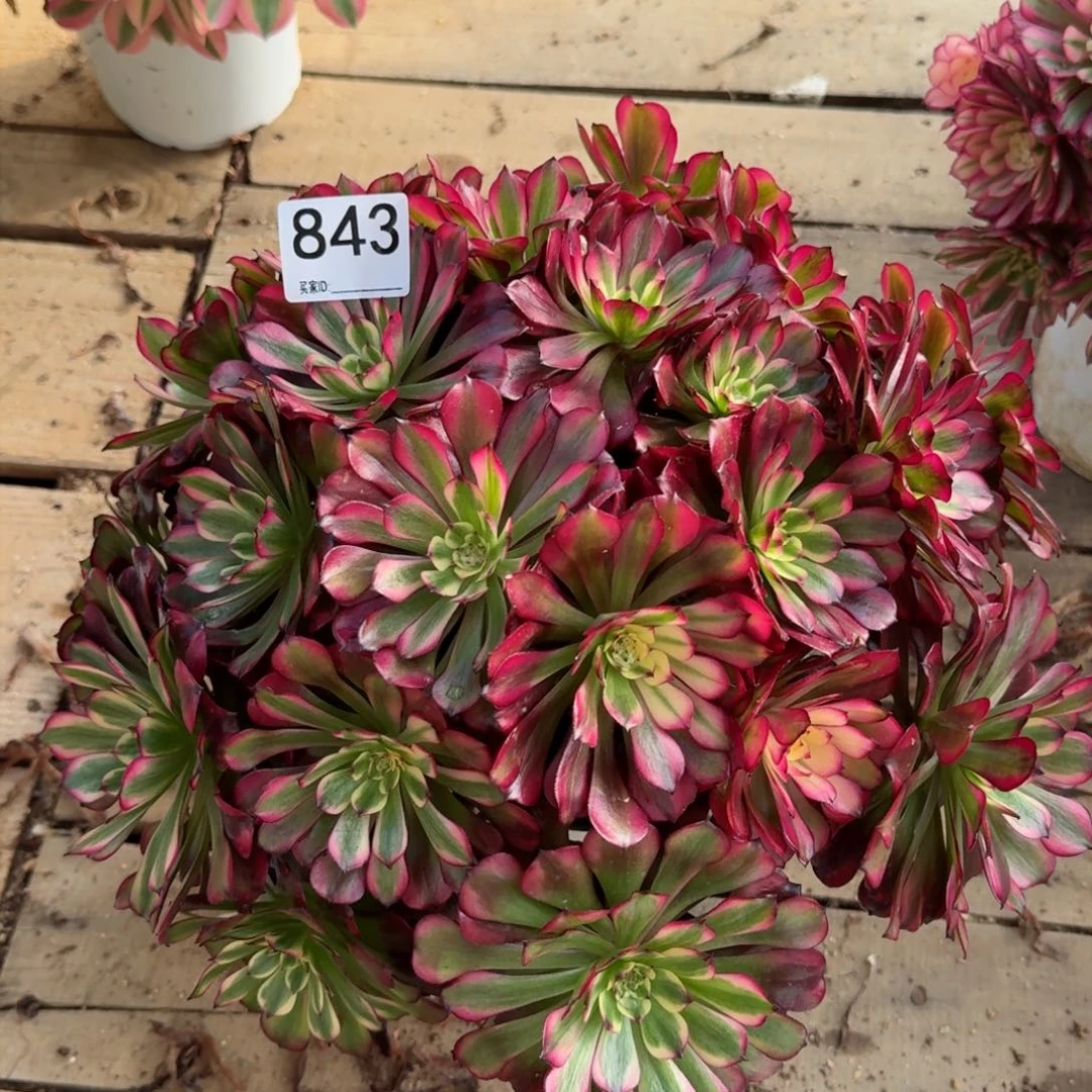 【闪购商品】843多肉