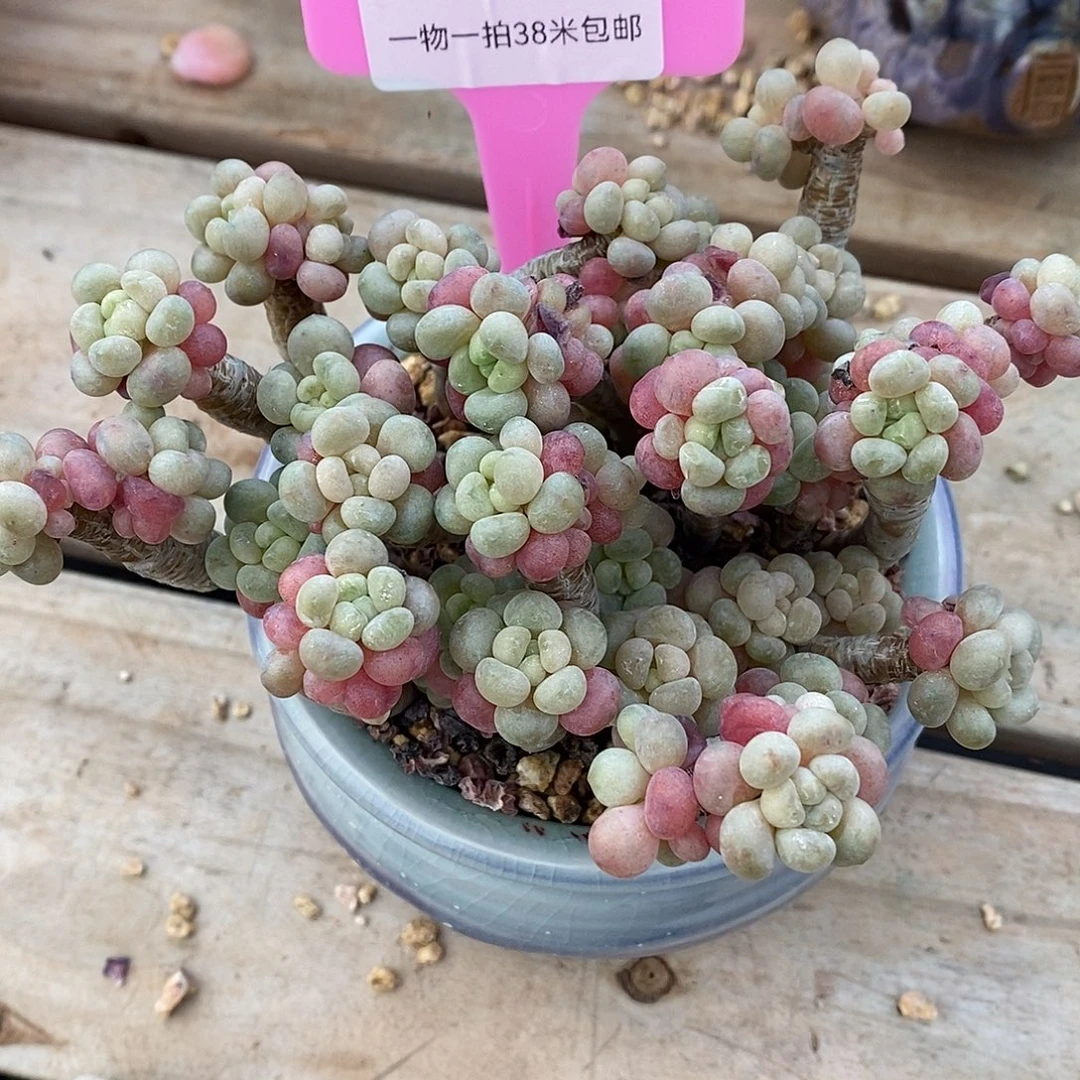 607有烧烤咯额璐璐小雨小雨