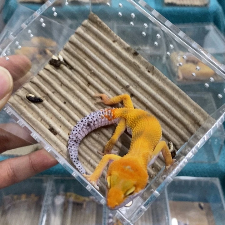 豹纹守宫橘化迷弟弟
