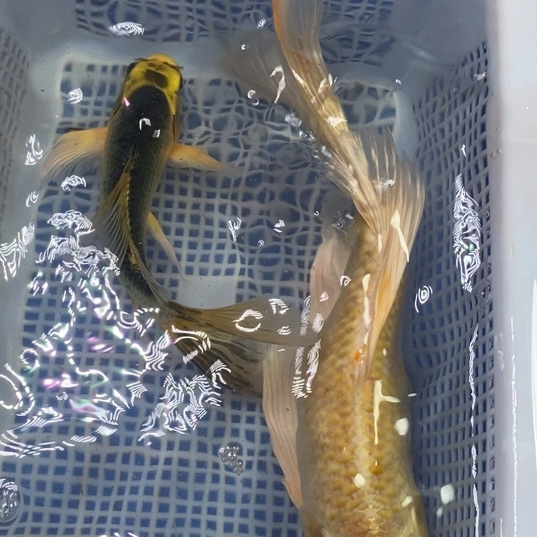 锦鲤冷水锦鲤包邮