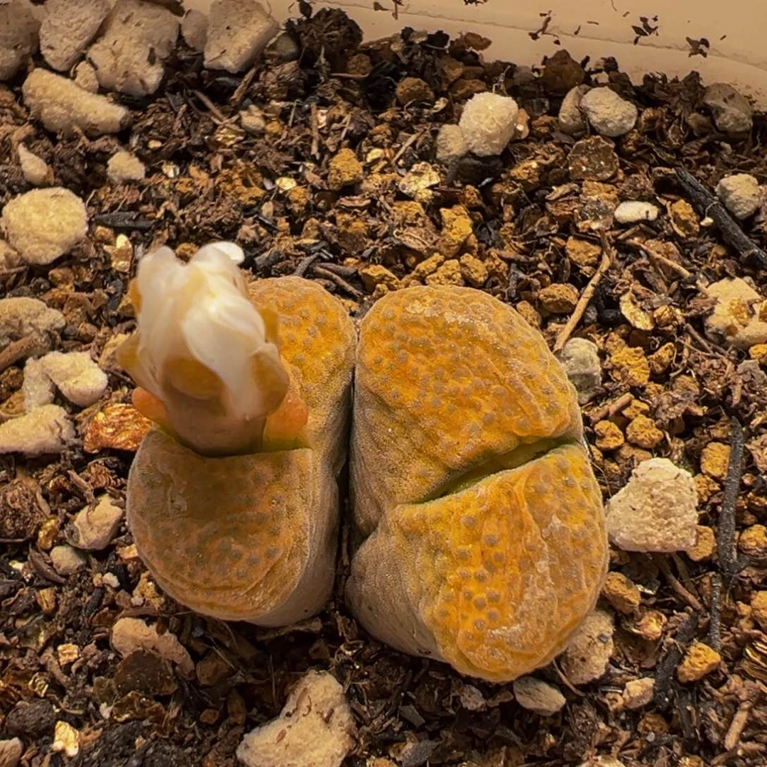 174多肉植物百科植物