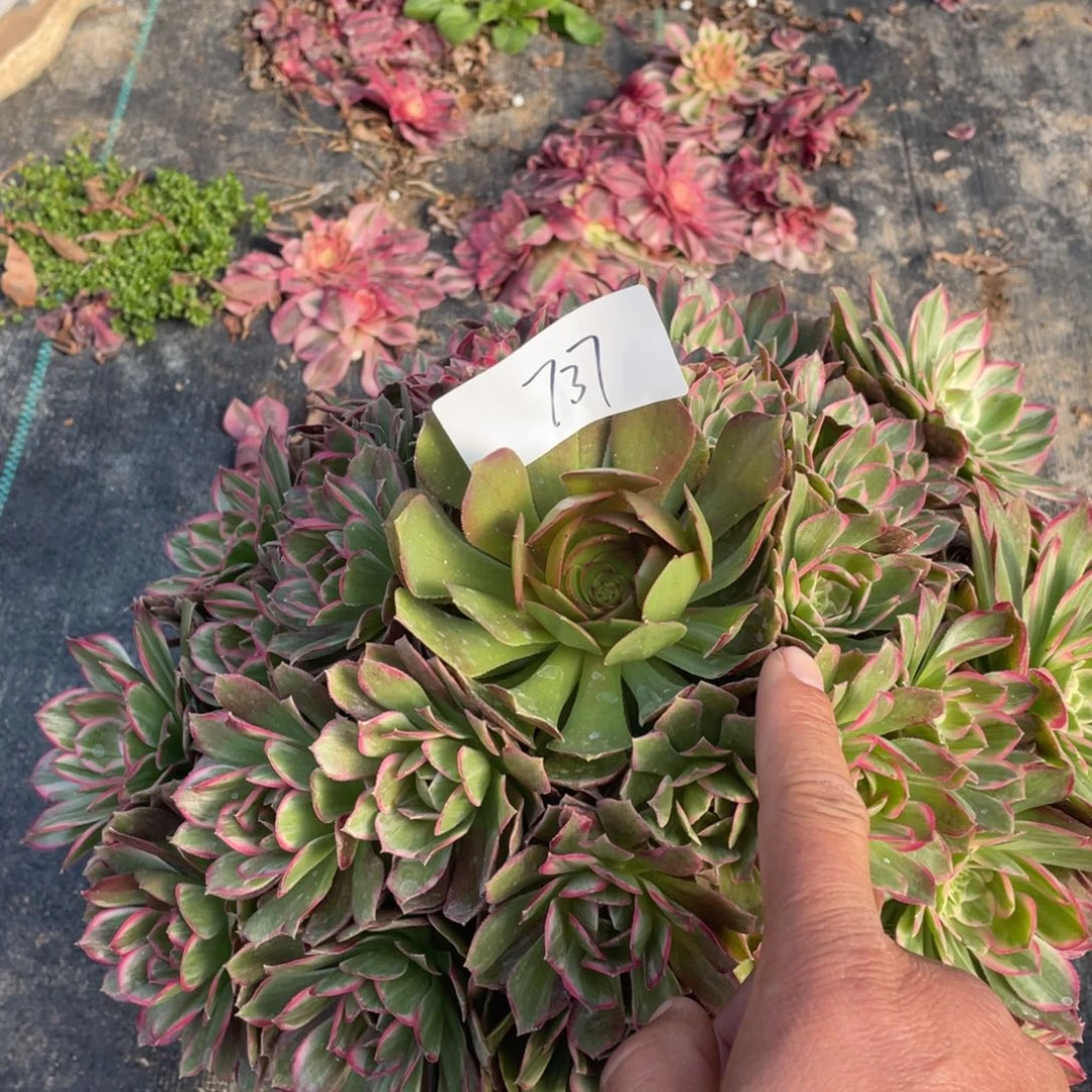 老五多肉737111111