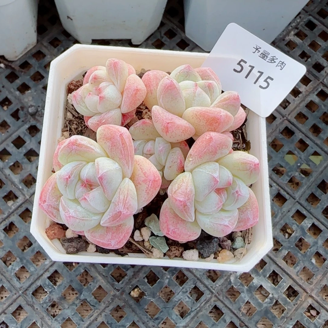 冰玉无砍，5115多肉植物