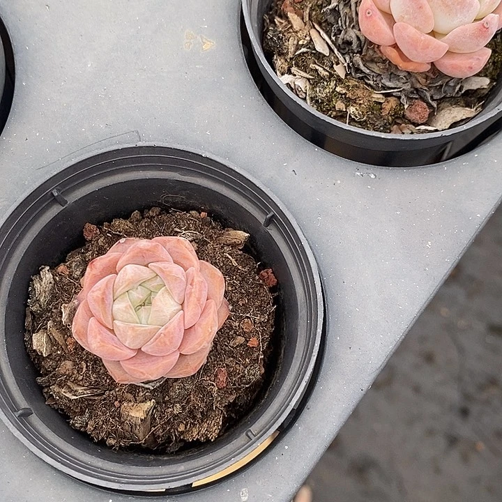 小纯爱福利，福利多多