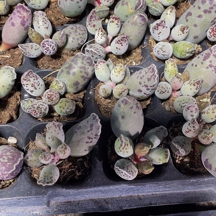 小海豹1.5带土发
