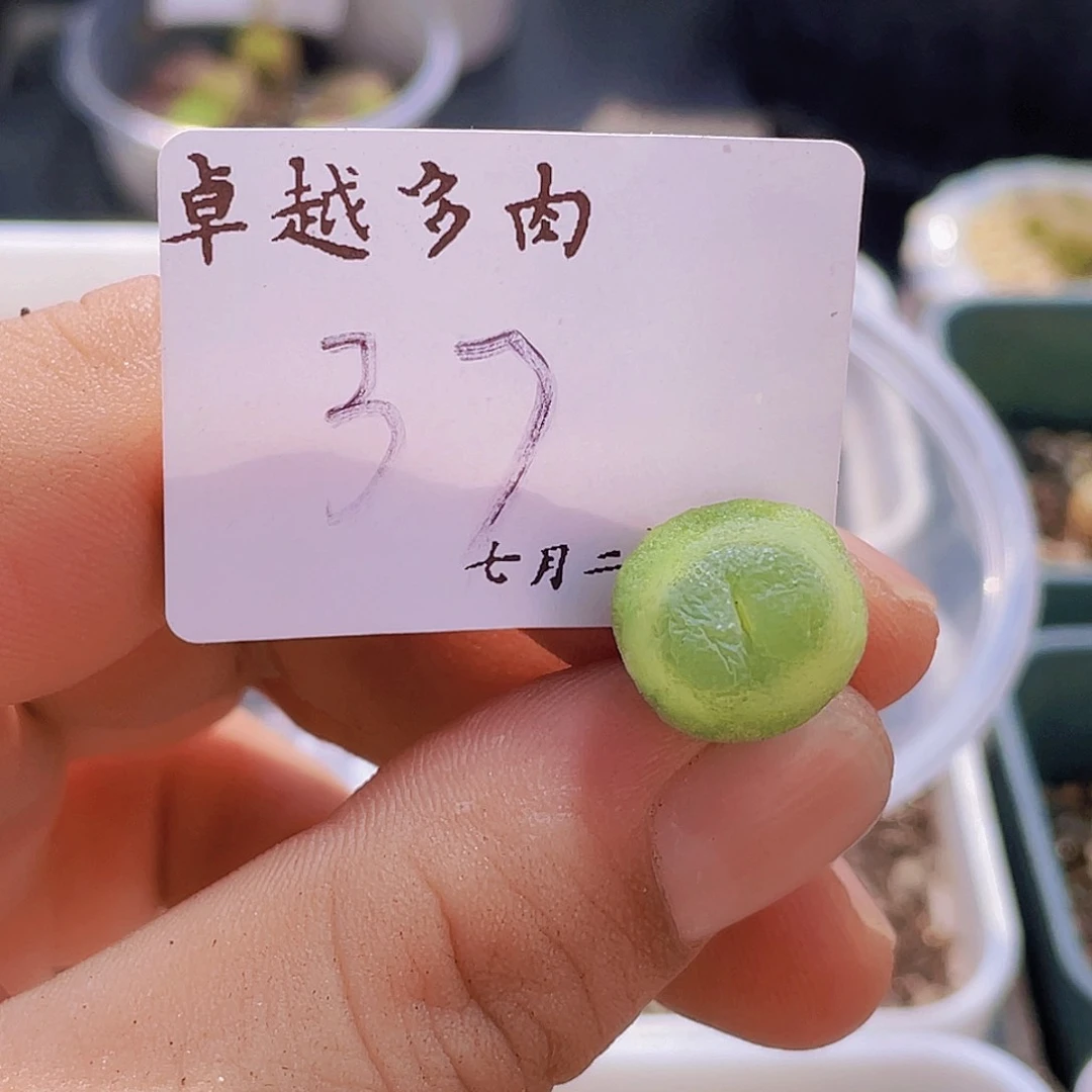 一物一拍拉登-37-1.35cm
