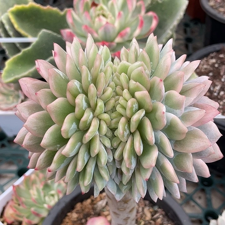 橙子锦。锦龙一物一拍