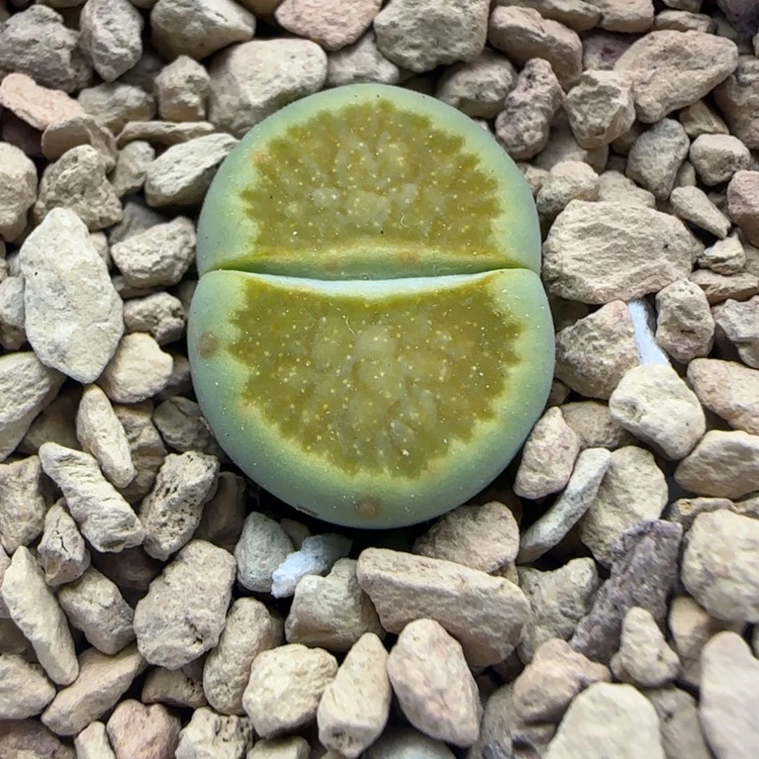 781 生石花大棚直播