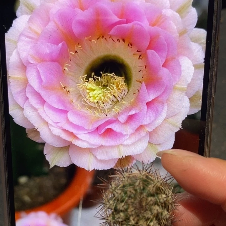 香香520侧芽2公分左右