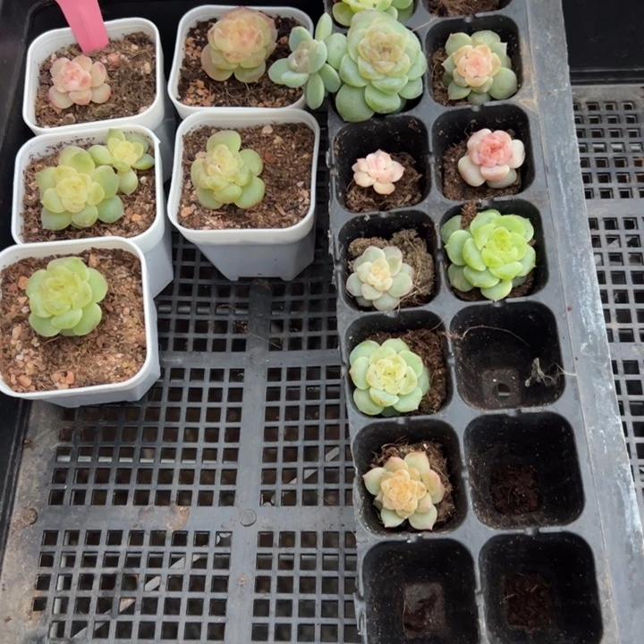 西***歪西歪专拍链接啊啊啊啊