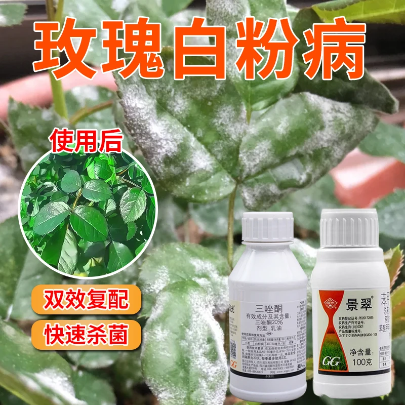 国光三唑酮月季蔷薇绣球玫瑰白粉病锈病植物花卉盆栽通用杀菌剂