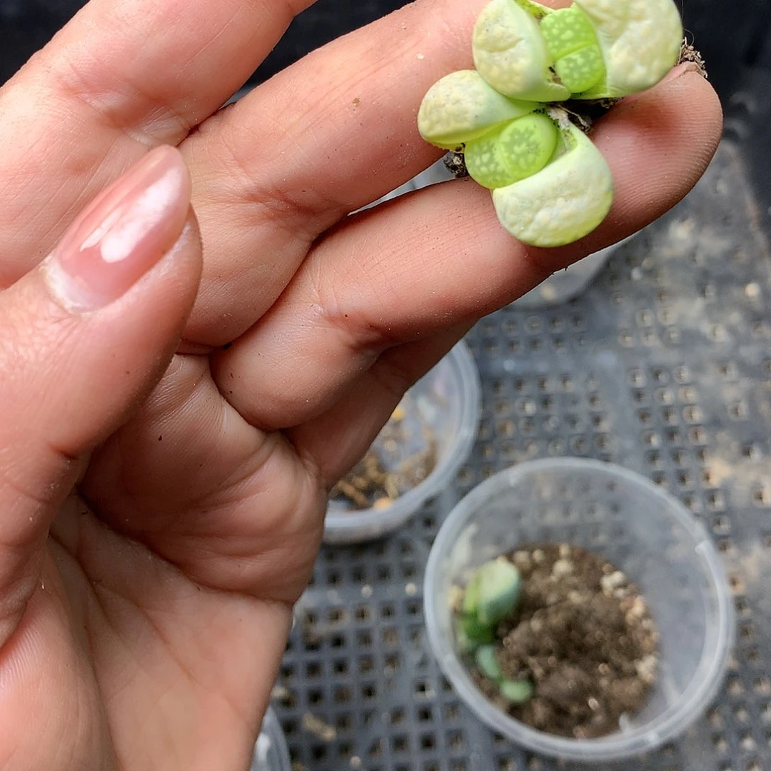 D26多肉植物保护研究所