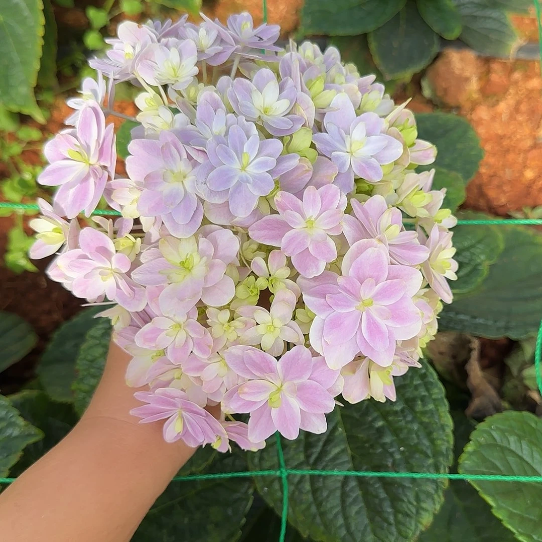 星***尘绣球切花一物一拍3枝起包邮，40