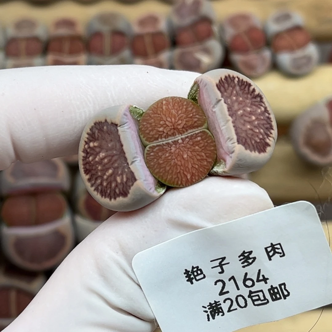 2164号一棵红窗菊