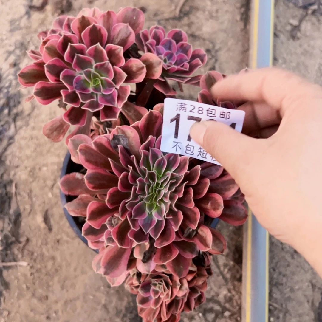 美杜莎缀多肉植物法师1724