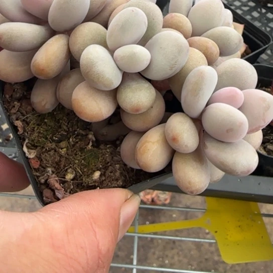 荆**客78桃蛋一物一拍多肉