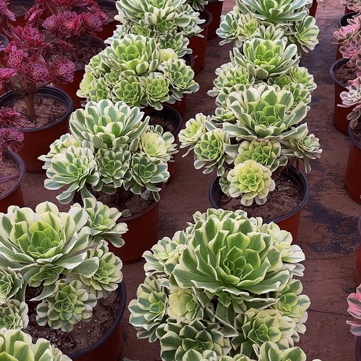 绿豆沙法师9.9多肉植物