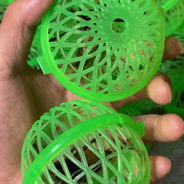 狼牙山养殖大号铁皮蝈蝈2只