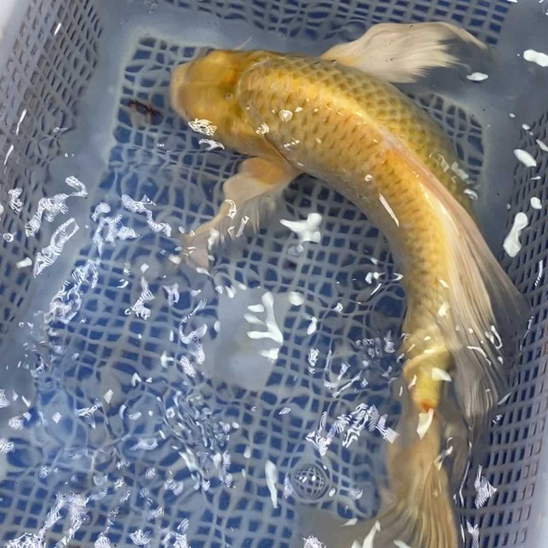 锦鲤冷水锦鲤包邮