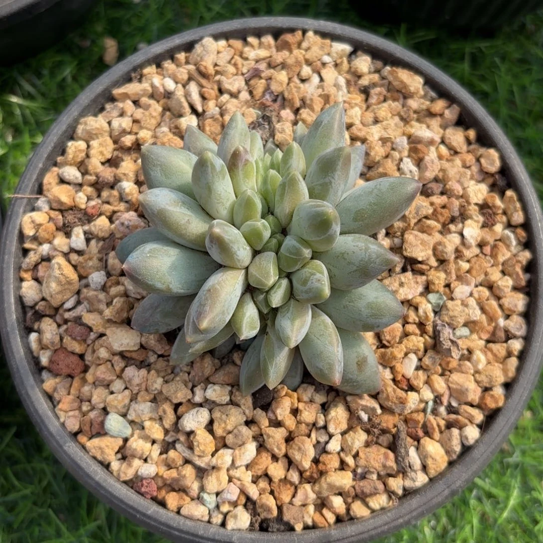 重楼缀888888888888888