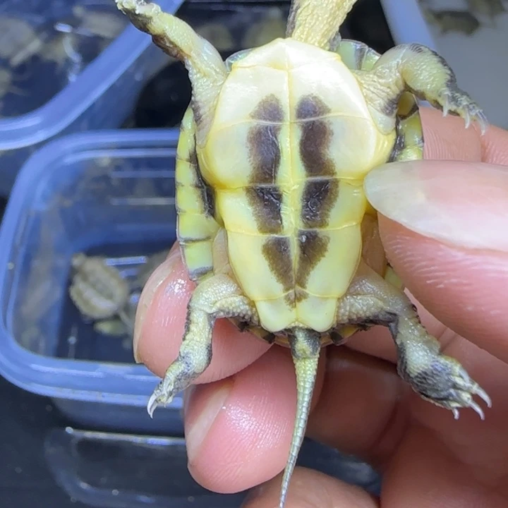 不分公母宠物龟类牙小青