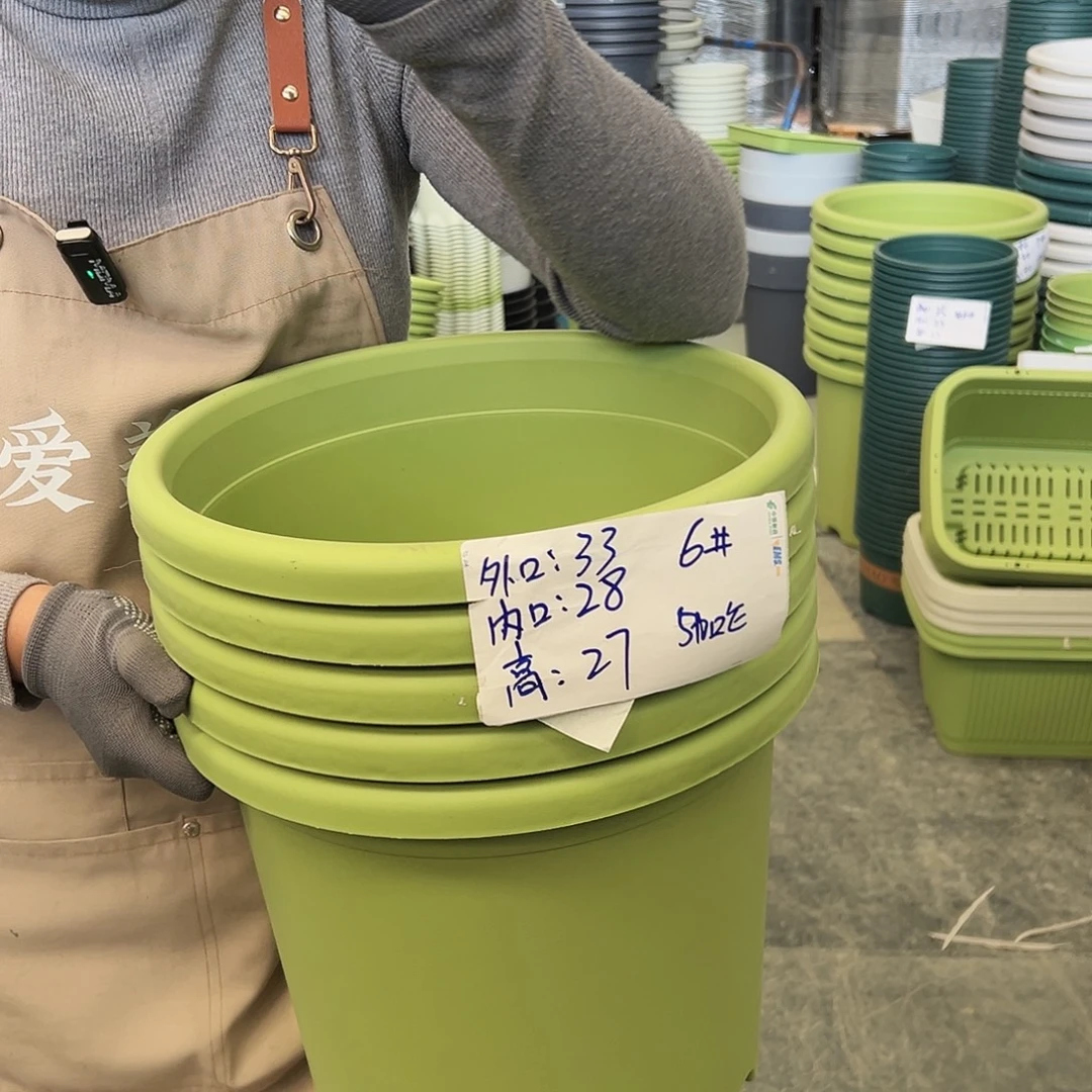 四季盆6#果绿色5个无托