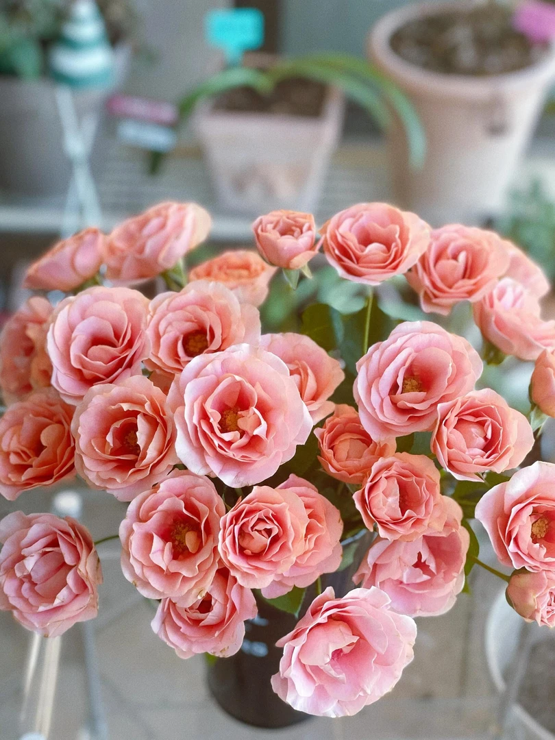 【买一送一】小头金鱼姬泡泡10支 多头玫瑰 云南基地鲜花 直发