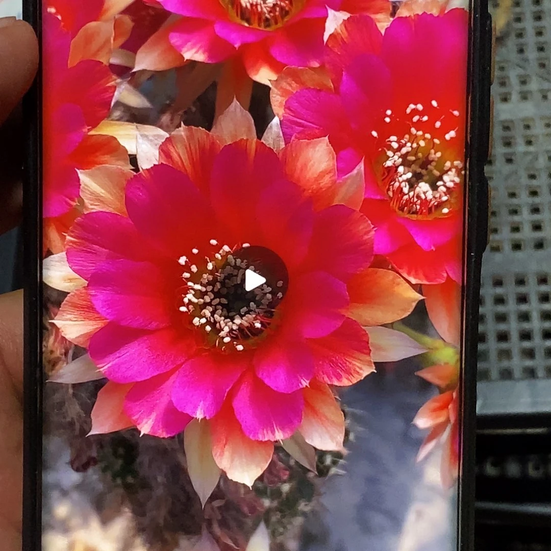丽 光环侧芽歪20包邮/4公分
