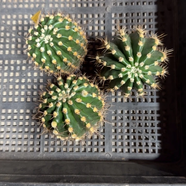 38彩草130歪4公分左右无根侧牙，20包邮