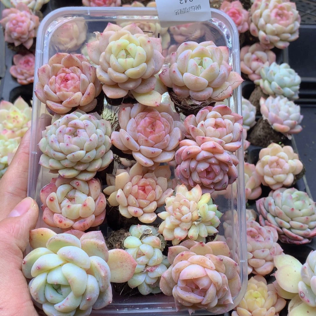 反反复复还是很开心043