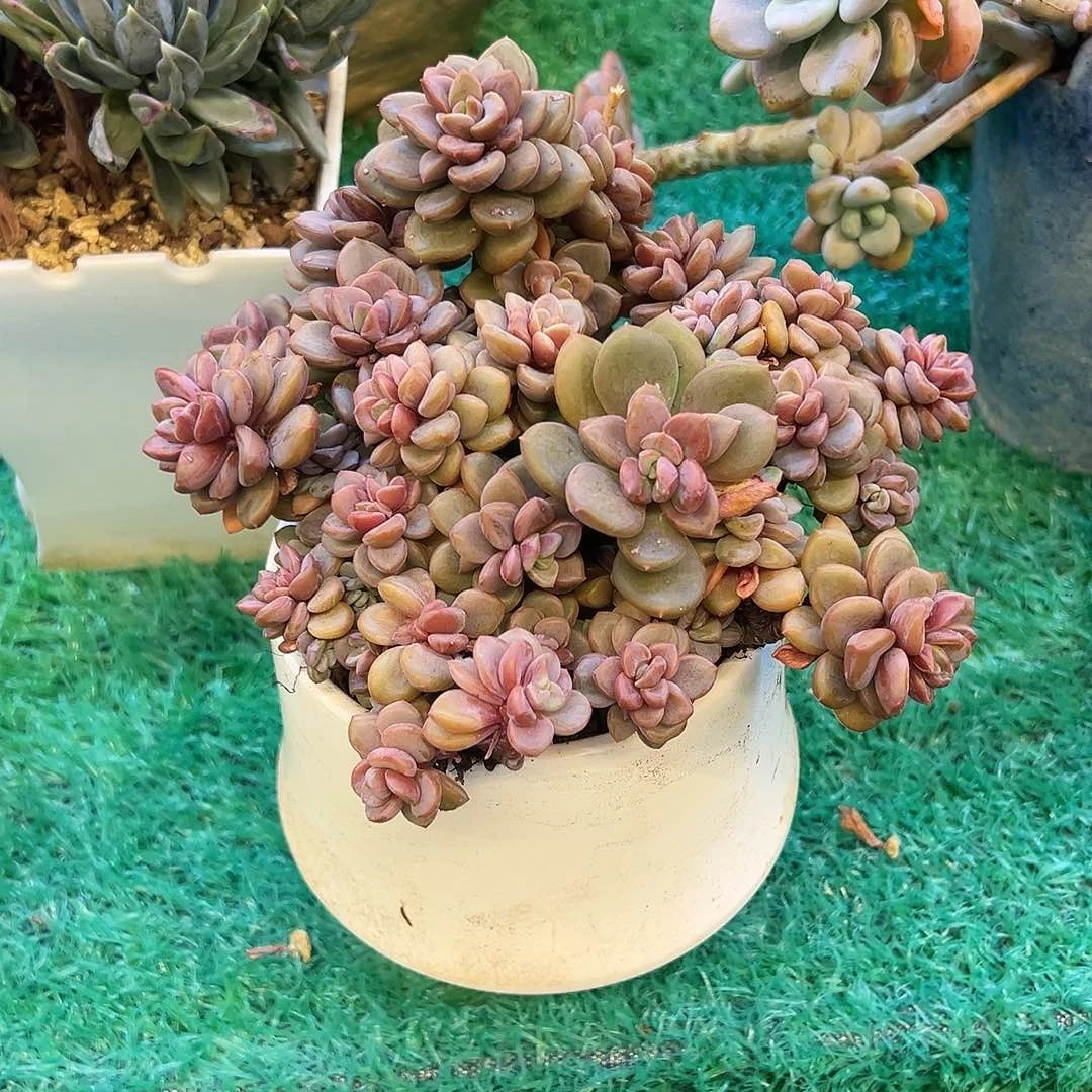 紫星，，，，，，，，，，，，，，