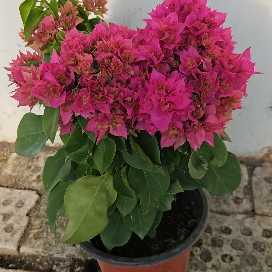 【新疆包邮】重瓣粉八角梅品种苗绿叶樱花白粉色开花阳台庭院