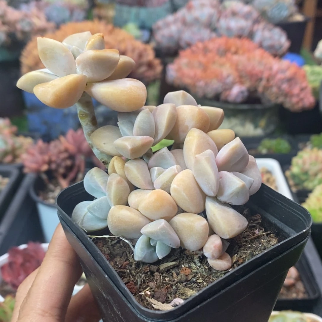 美杏无砍群生一物一拍