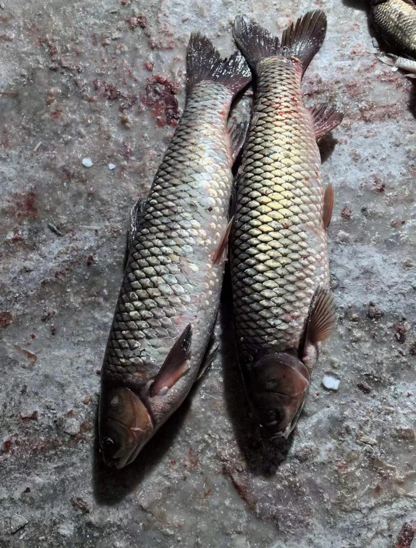 东北冷水草鱼 改价链接