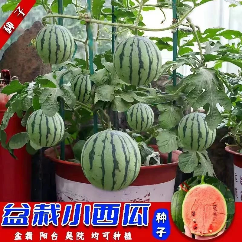 【盆栽红玉西瓜】蜂蜜红玉小西瓜阳台小院都能种四季好养活